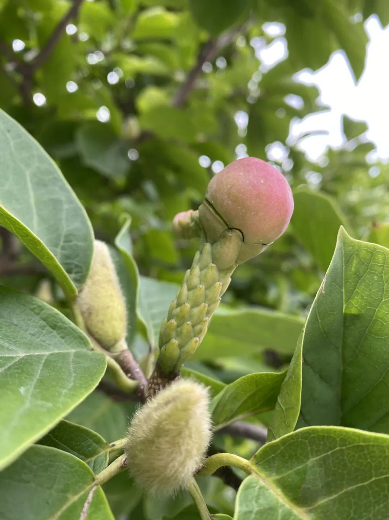玉兰种子种植技术