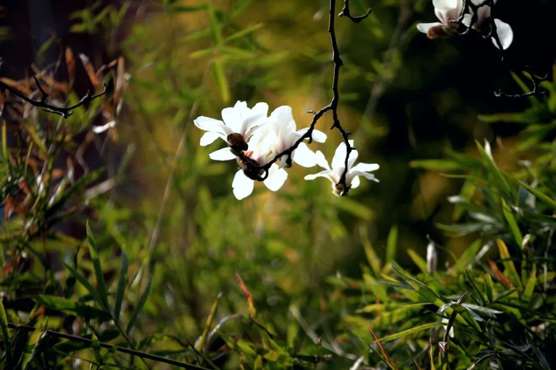 玉兰种子种植技术