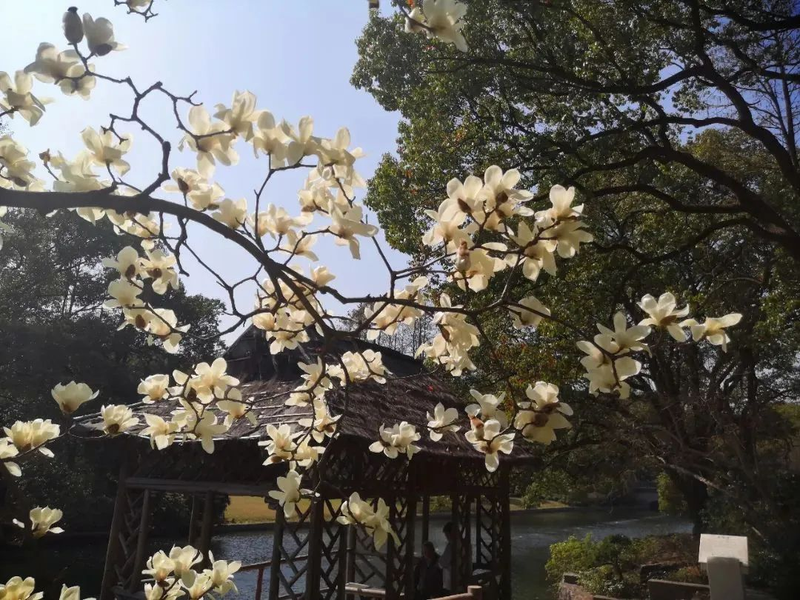 玉兰种子种植技术