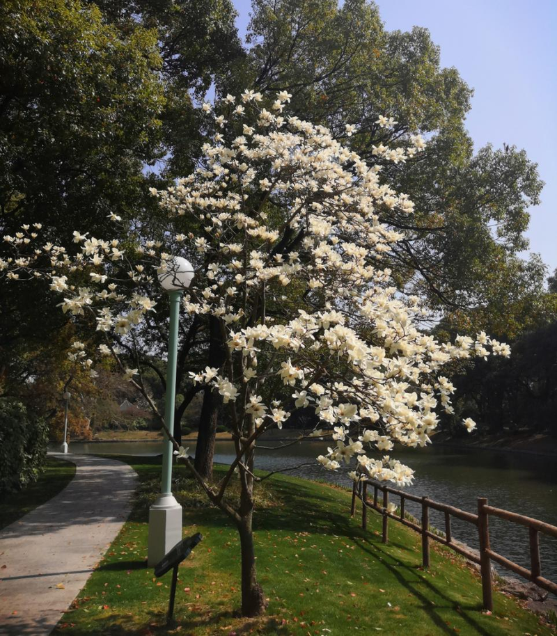玉兰种子种植技术