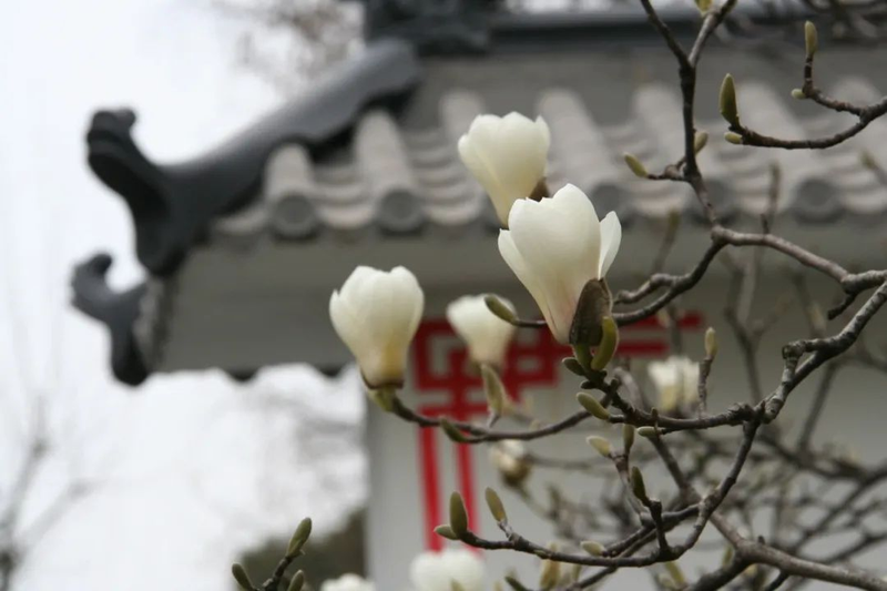 玉兰种子种植技术