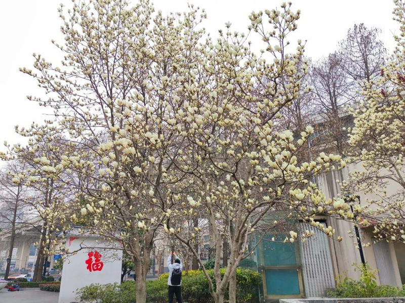 玉兰种子种植技术