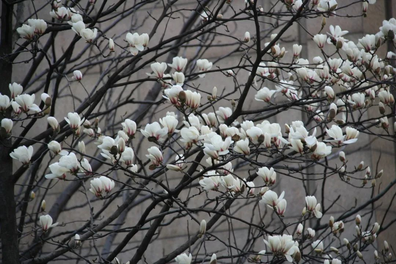 玉兰种子种植技术