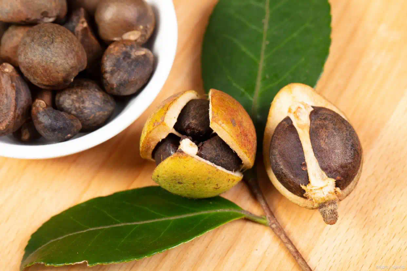 Modern agricultural oil and tea cultivation techniques