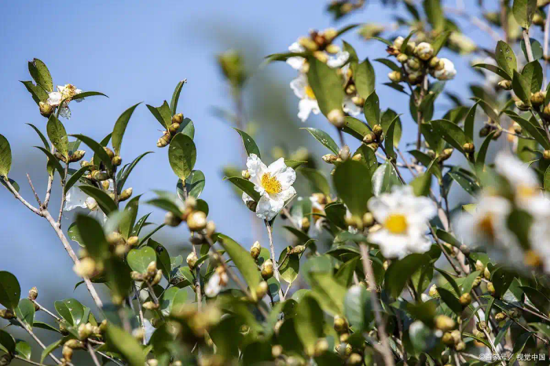Modern agricultural oil and tea cultivation techniques