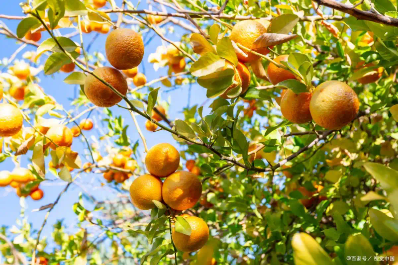 Modern agricultural oil and tea cultivation techniques