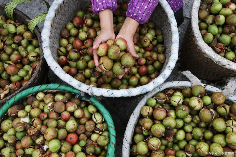 Modern agricultural oil and tea cultivation techniques