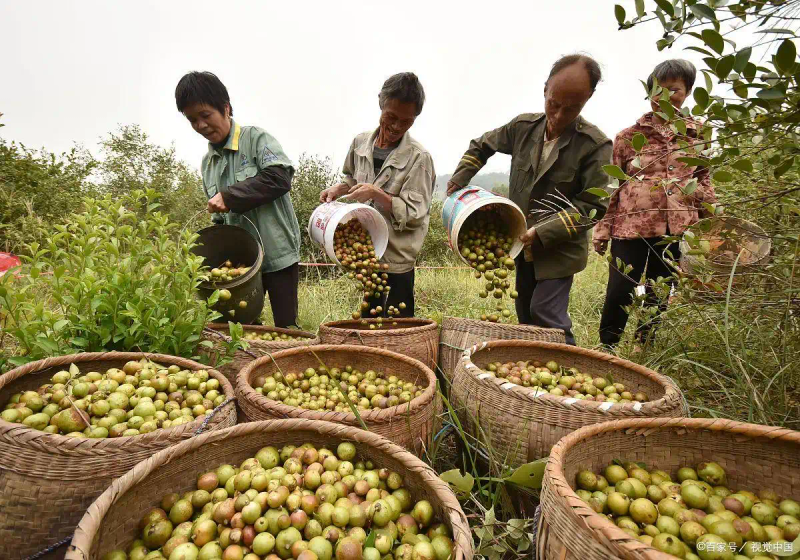 Modern agricultural oil and tea cultivation techniques