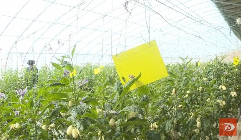 水果型人参果种植方法