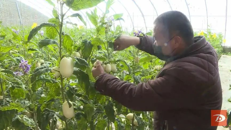 水果型人参果种植方法