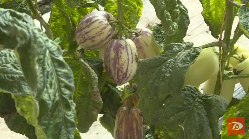 水果型人参果种植方法