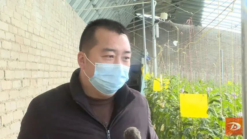 水果型人参果种植方法