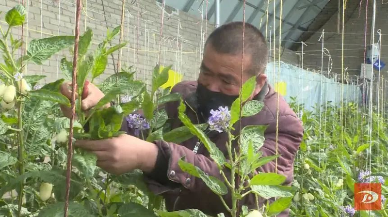 水果型人参果种植方法