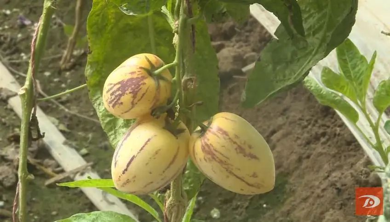 水果型人参果种植方法