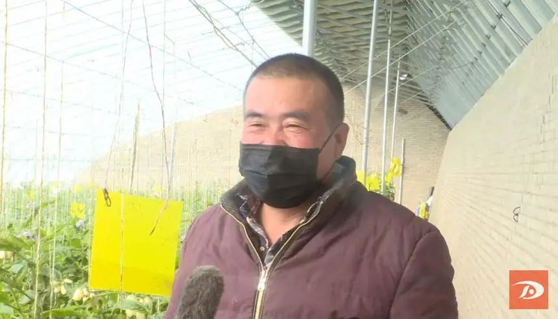 水果型人参果种植方法