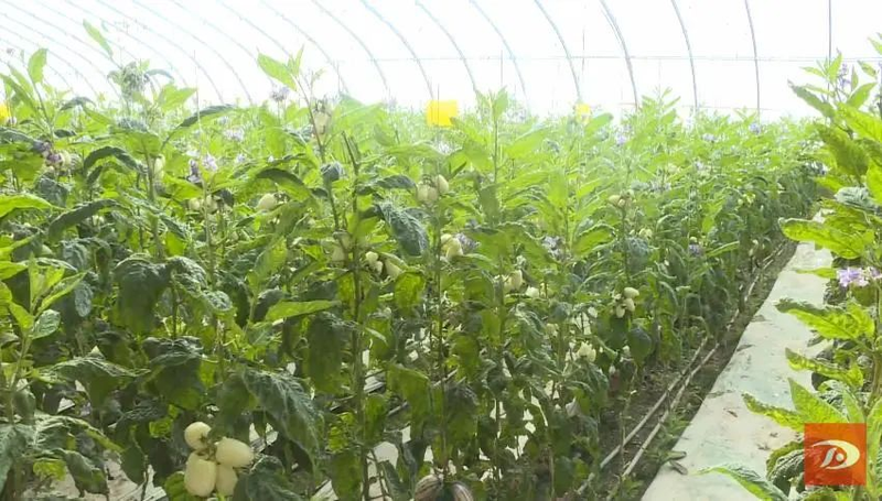 水果型人参果种植方法