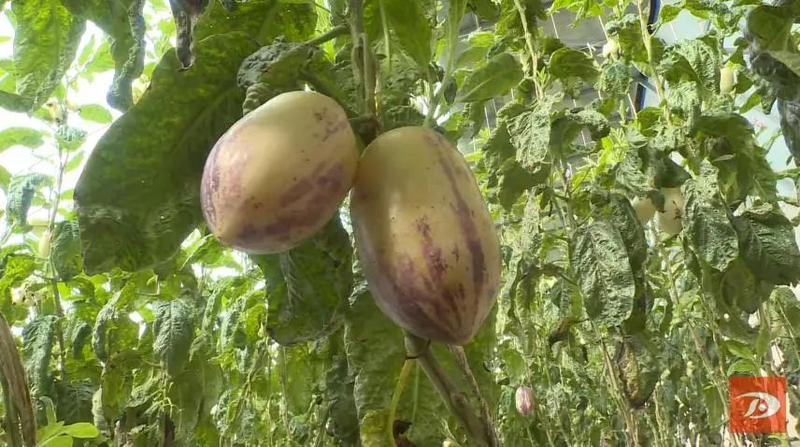 水果型人参果种植方法