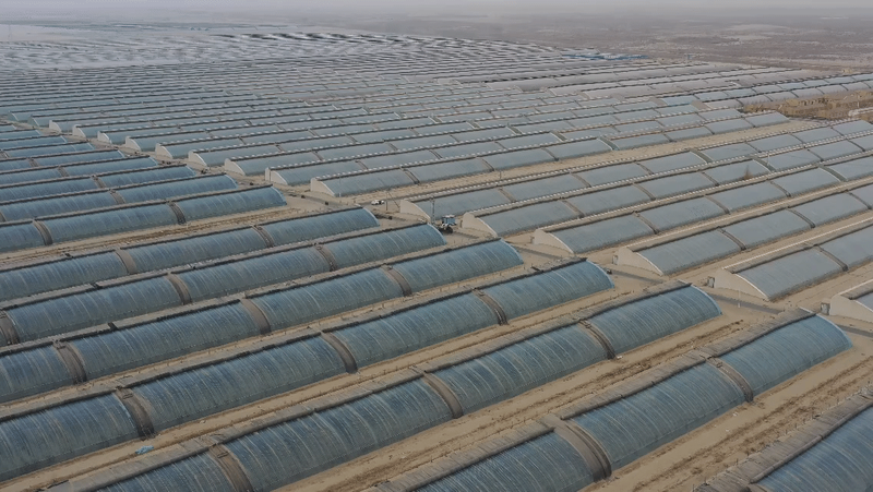 水果型人参果种植方法