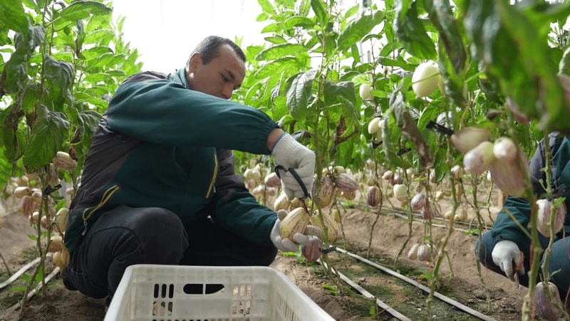 水果型人参果种植方法