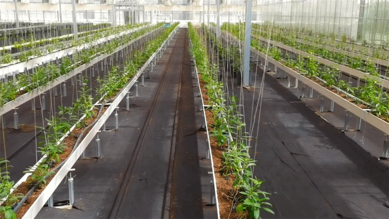 水果型人参果种植方法