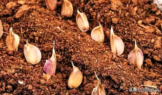 夏季蒜苗种植技术
