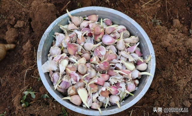 夏季蒜苗种植技术