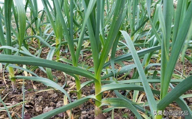 夏季蒜苗种植技术