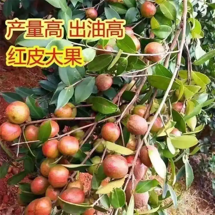 现代农业油茶种植技术