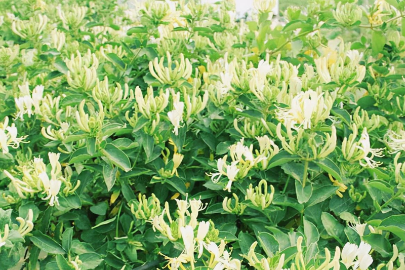 Plantation techniques