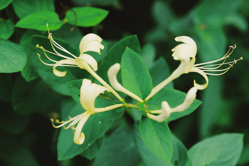 Plantation techniques