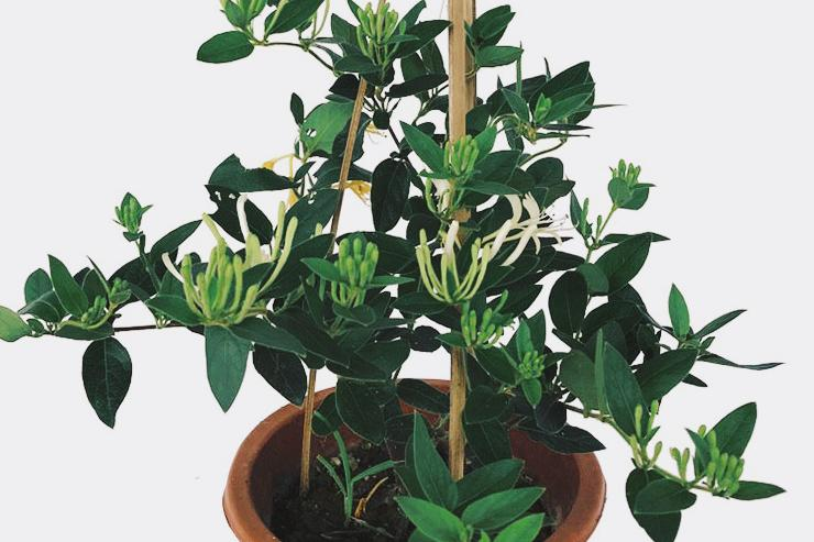 Plantation techniques