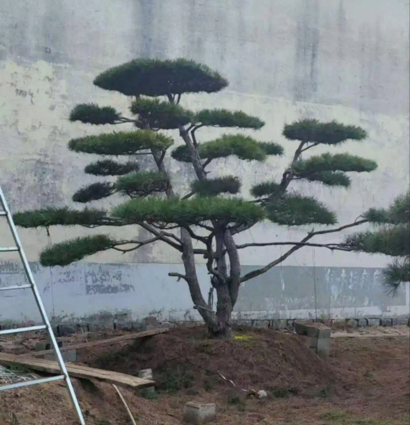 景观树的种植技术