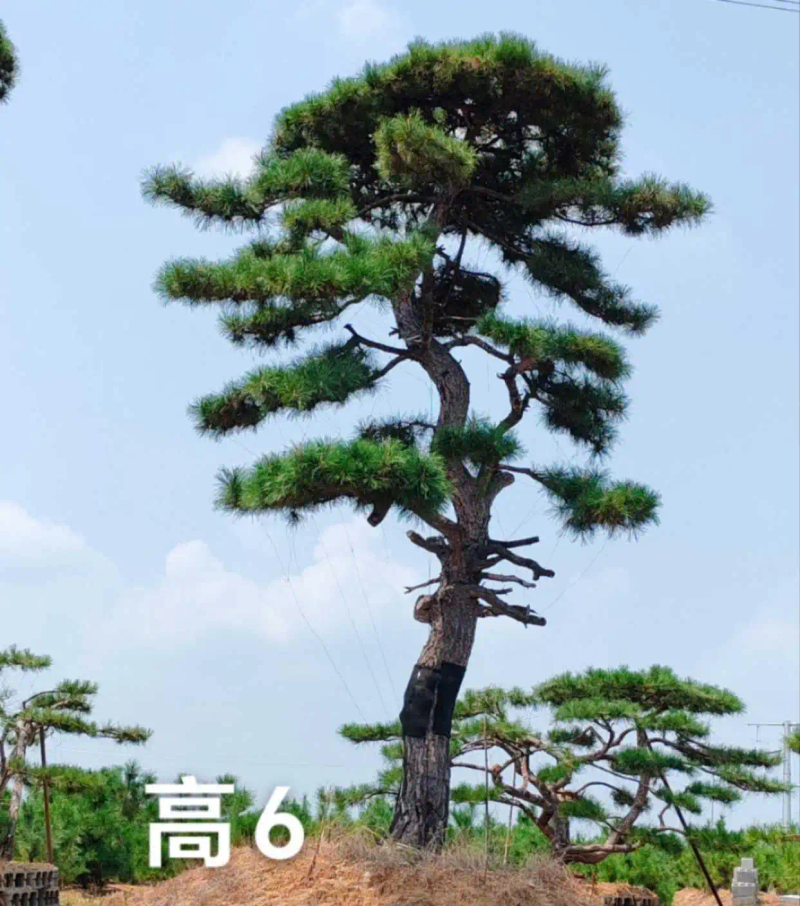 景观树的种植技术