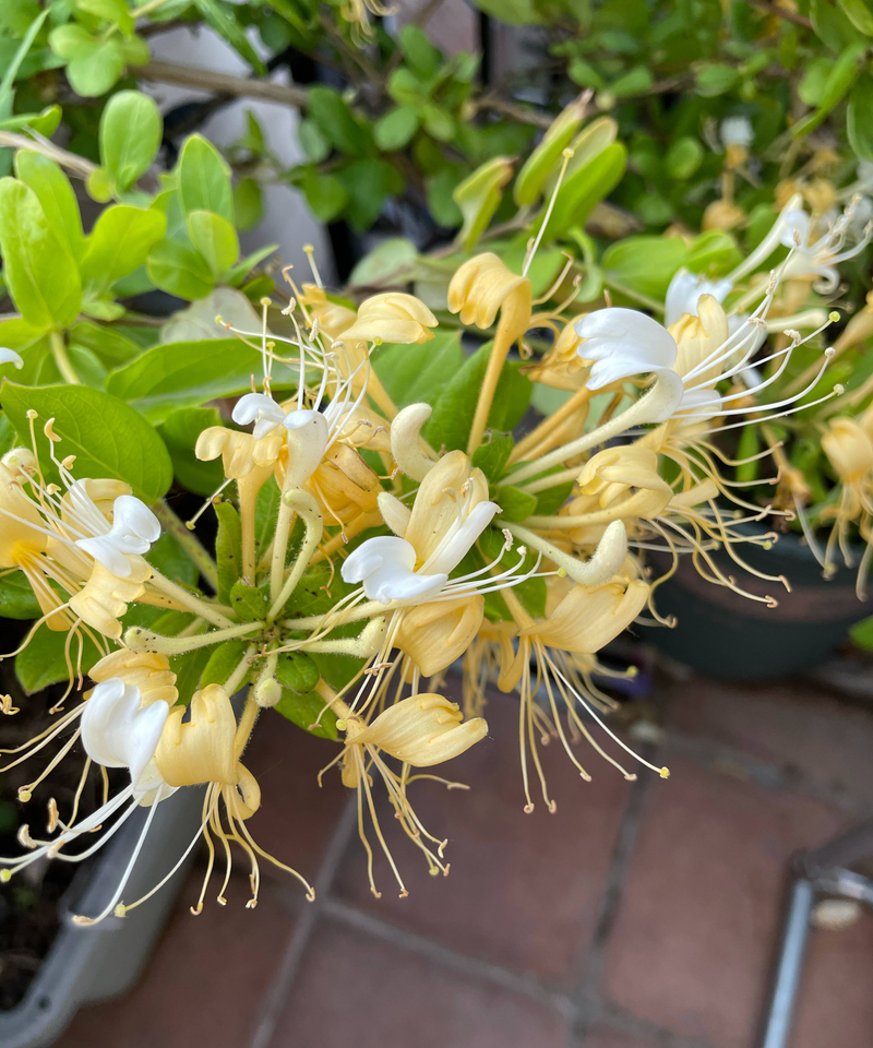 Plantation techniques