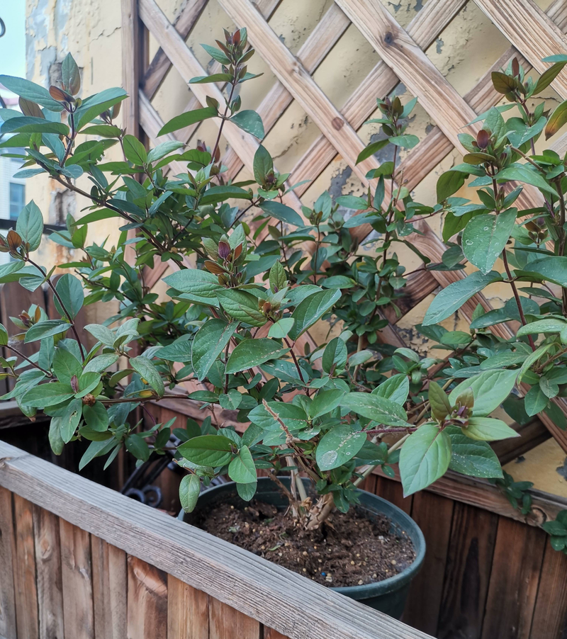 Plantation techniques