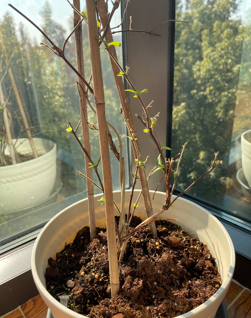 Plantation techniques