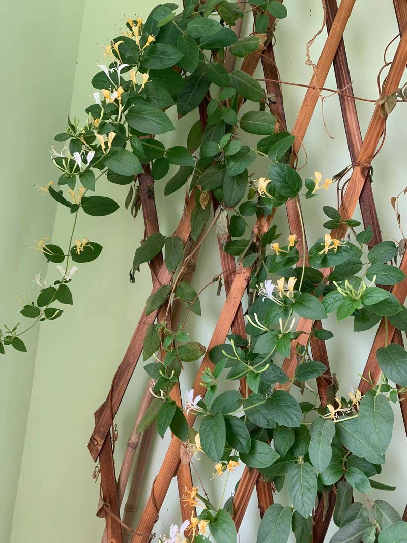 Plantation techniques