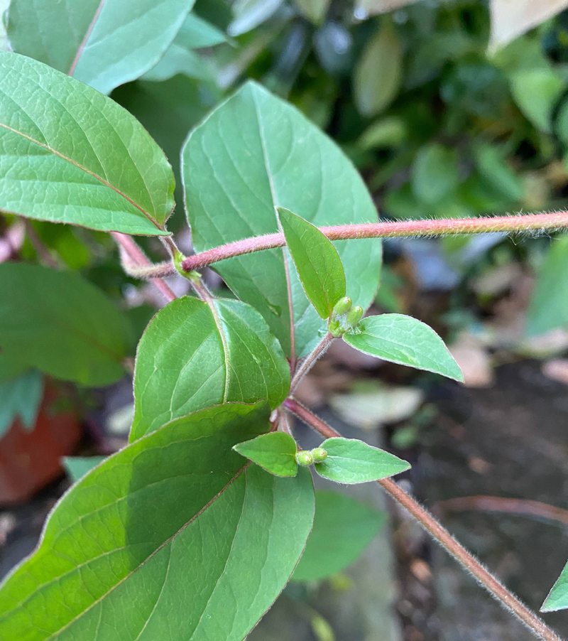 Plantation techniques