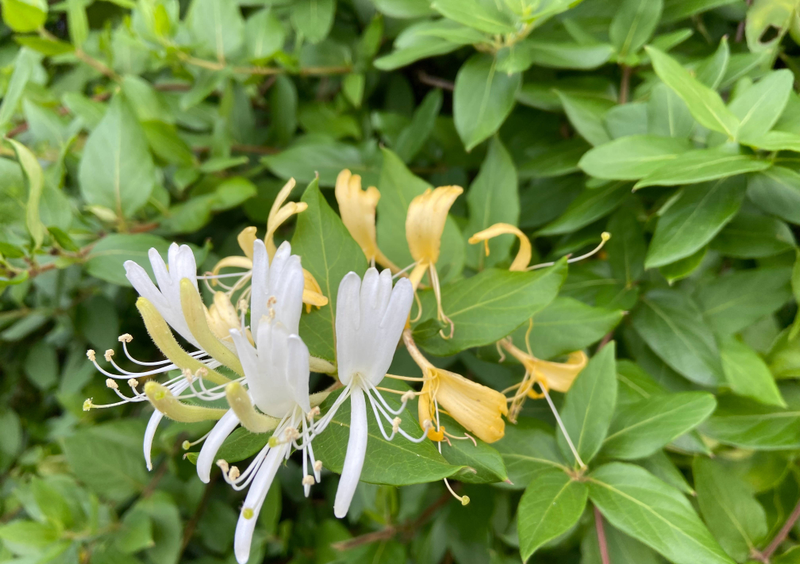 Plantation techniques