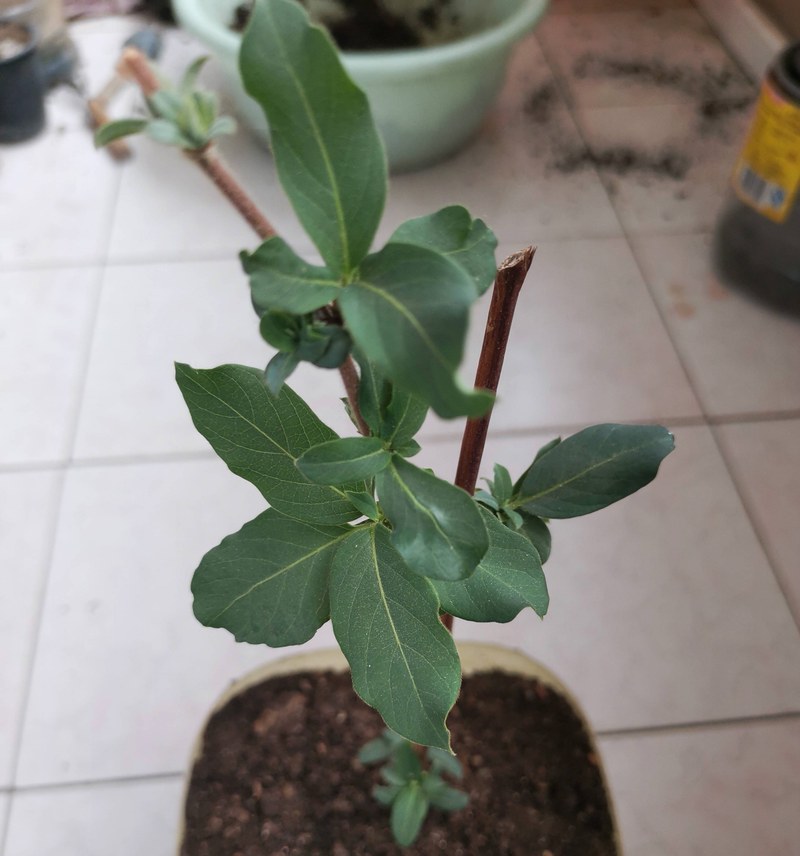 Plantation techniques