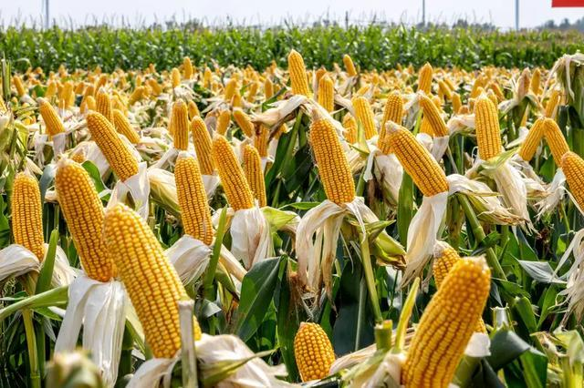 玉米高产种植技术