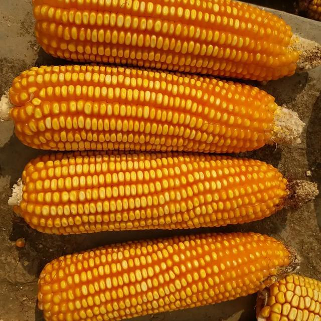 玉米高产种植技术