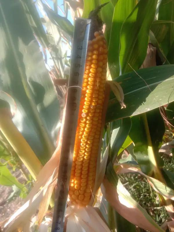 玉米高产种植技术