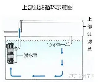 鱼缸水草种子种植方法