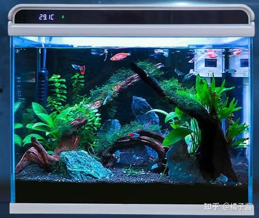 鱼缸水草种子种植方法