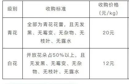 阳台种金银花种植方法