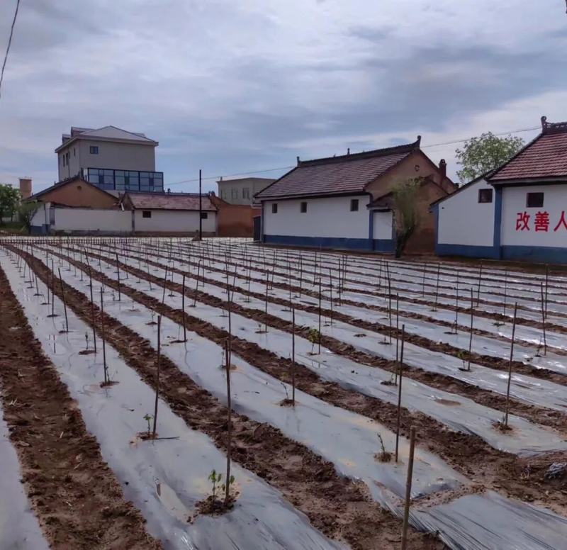 阳台种金银花种植方法