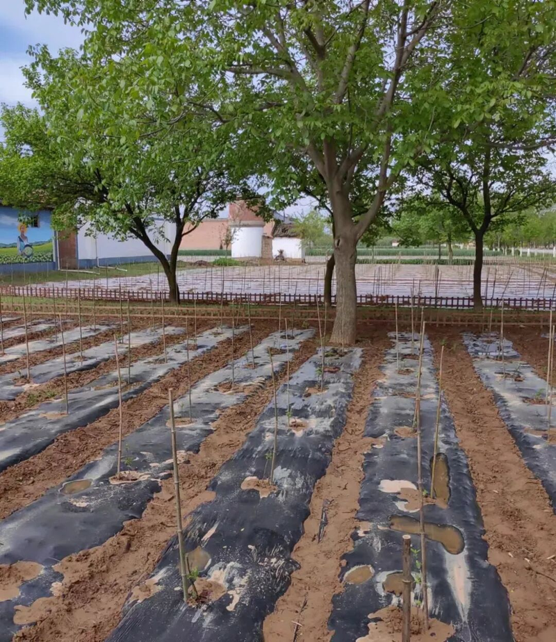 阳台种金银花种植方法