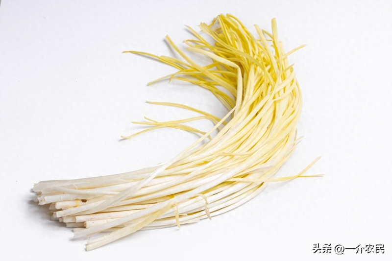 Gyro-yellow cultivation technology