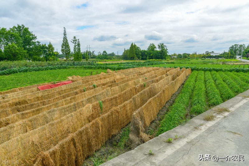 Gyro-yellow cultivation technology